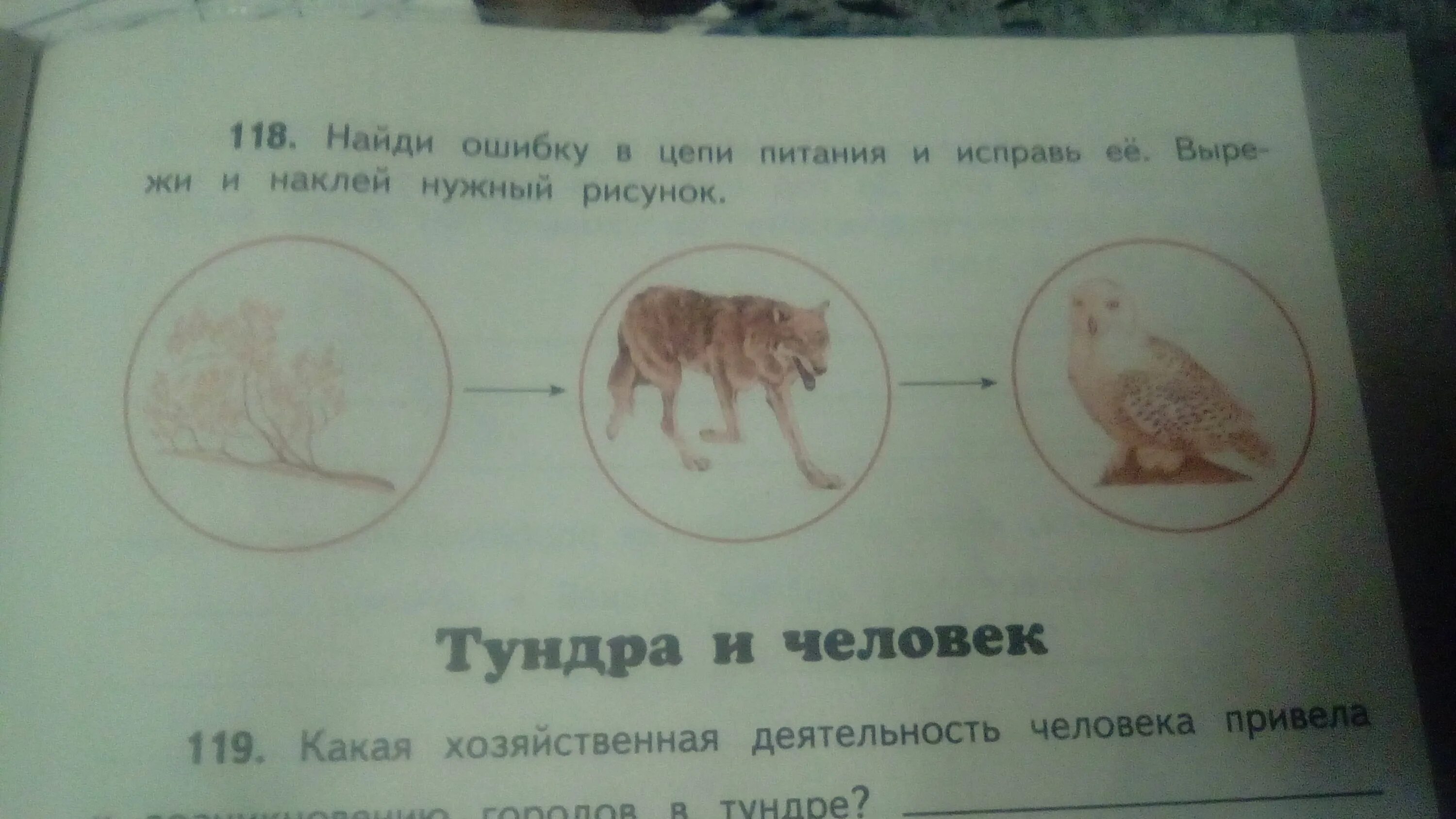 Ошибки в тексте пищевые цепи. Цепи питания. Найди ошибки в цепи питания. Пищевая цепочка. Найди ошибку в цепи питания и исправь её.