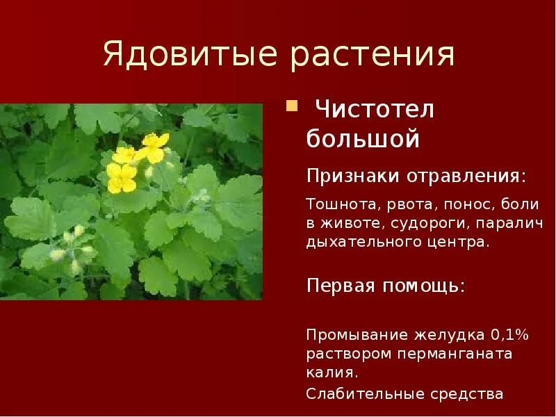 Можно давать чистотел. Чистотел растение. Чистотел ядовитый. Чистотел большой ядовитое растение. Сообщение о чистотеле.