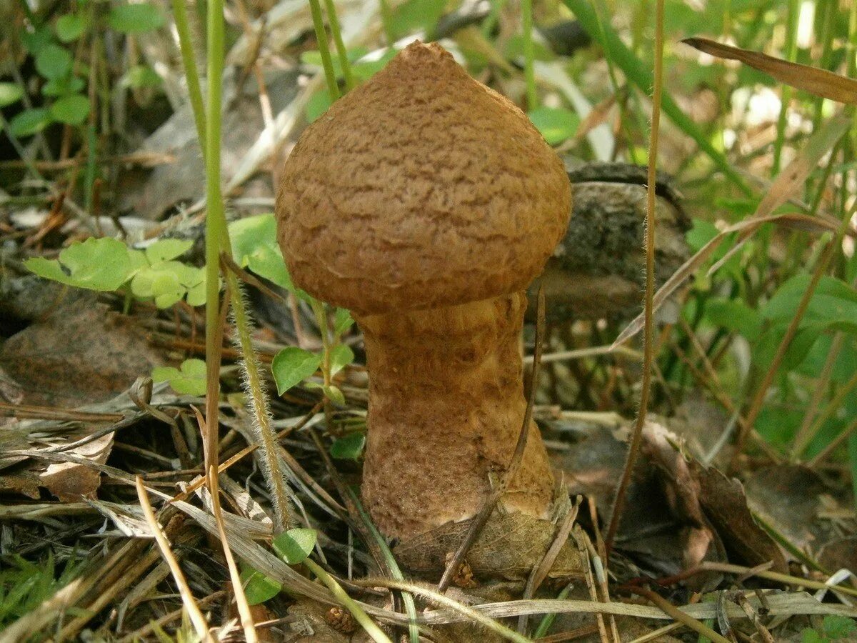 Как называется волнистый гриб. Suillus pictus. кудрявый гриб. грибы с кудрявой головкой. грибы приморского края.
