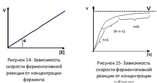 График зависимости скорости реакции от концентрации. График зависимости скорости реакции от концентрации фермента. зависимость скорости ферментативной реакции от концентрации. график зависимости скорости ферментативной реакции. зависимость ферментативной реакции от концентрации фермента.