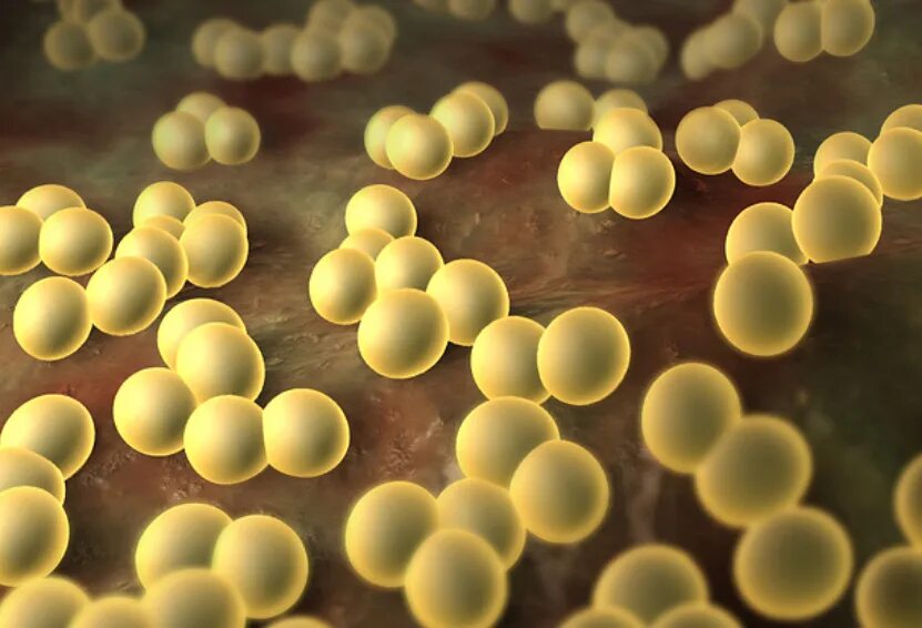 S. aureus золотистый стафилококк. Стафилококк золотистый Staphylococcus aureus. Стрептококк ауреус. Бактерия стафилококк ауреус. 1 staphylococcus aureus