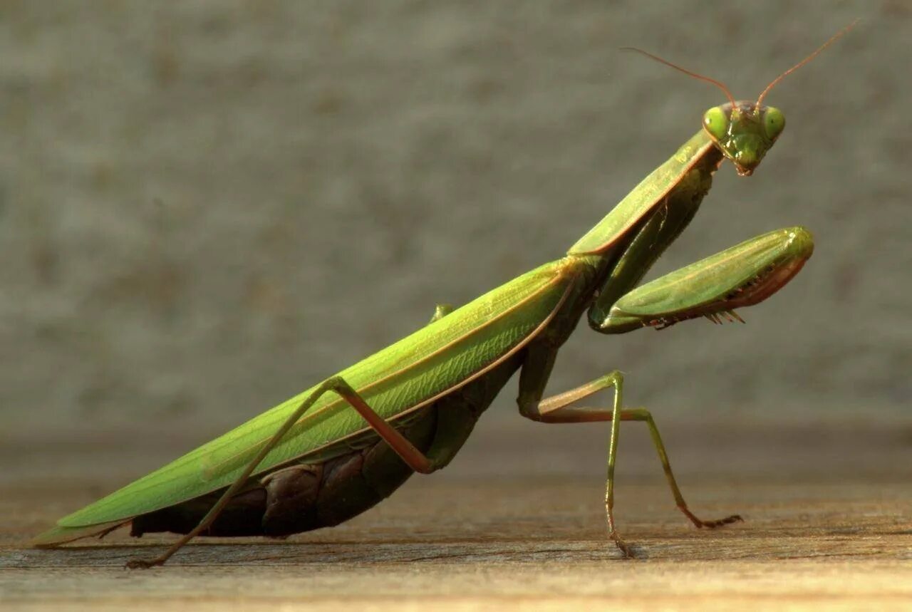 Жук богомол. Богомол обыкновенный насекомые. Богомол обыкновенный (Mantis religiosa). Земляной богомол. Земляной богомол (Geomantis Larvoides).