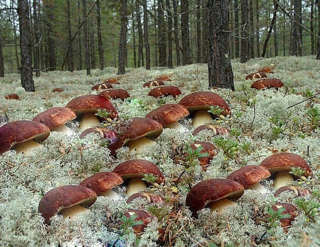 Где в каком лесу растут грибы. Грибная Поляна белых белых грибов. Поляна грибов. Грибные места. Много грибов.