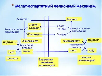 Малат аспартатный челночный механизм биохимия