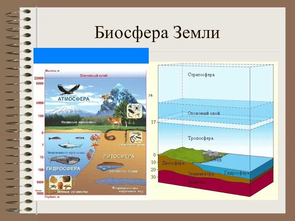 Биосфера рабочий лист 6 класс