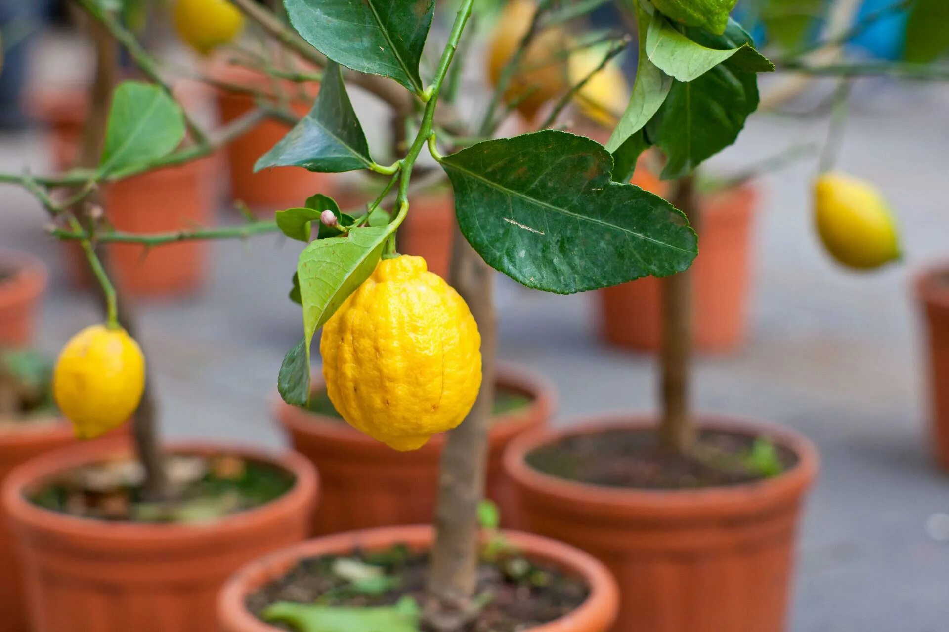 Вырастить лимон видео. Деверо лимон. Цитрус (комнатное растение) лимон мейера. Цитрус (комнатное растение) лимон мейера. Лимон дерево дома.