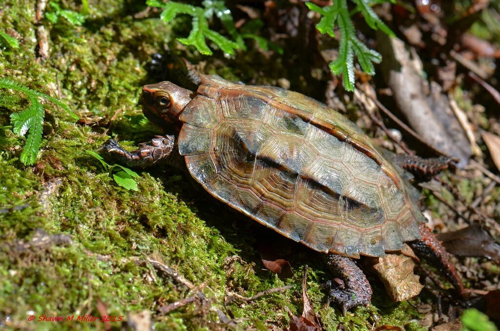 Left turtle. Geoemyda japonica. Килеватая мускусная черепаха. Cuora flavomarginata (окаймленная коробчатая черепаха). Geoemyda japonica (Горная японская черепаха ).