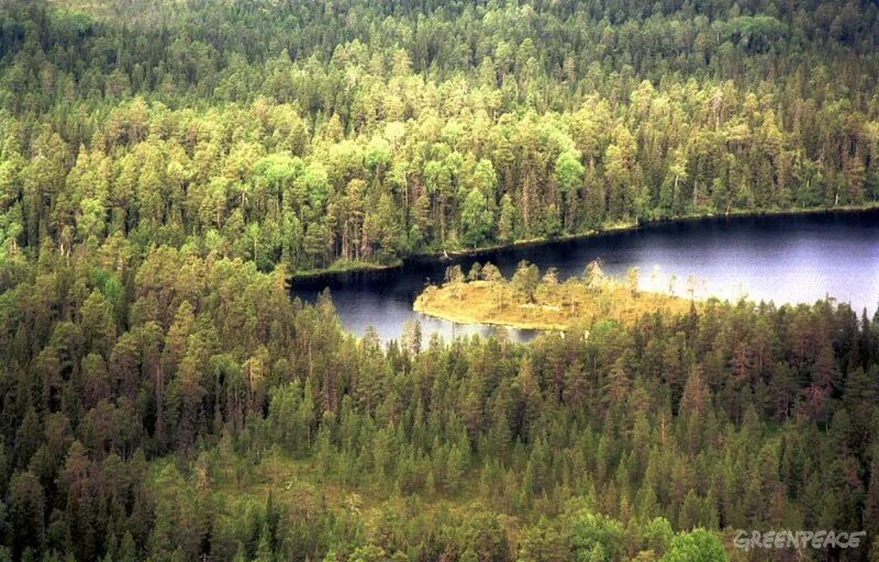 Лесная промышленность европейского севера России. Лесопромышленность европейского севера России. Европейского севера Лесной. Богатство европейского севера