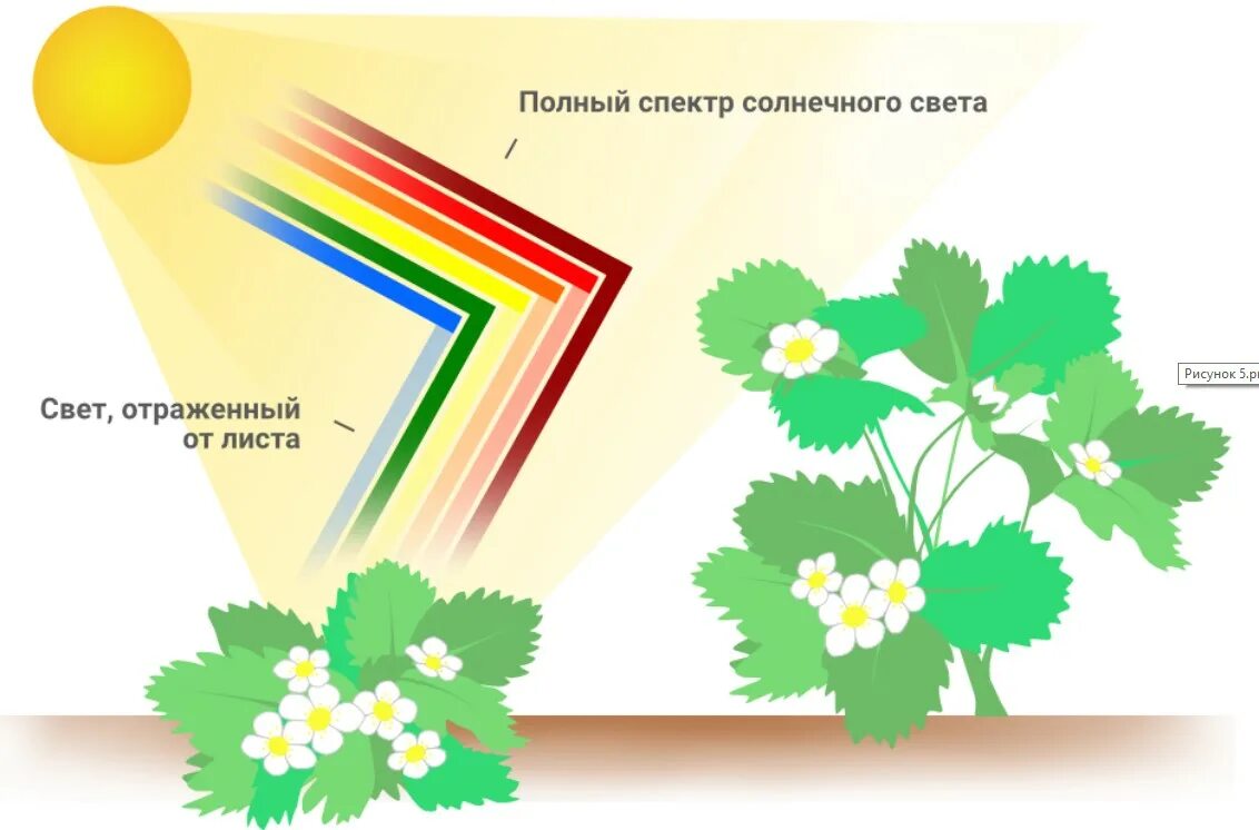 Сайт солнечный свет конкурсы. Спектр отраженного света от листа. Спектр солнечного света. Спектр зеленого света. Растения отражающие Солнечный свет какого цвета.