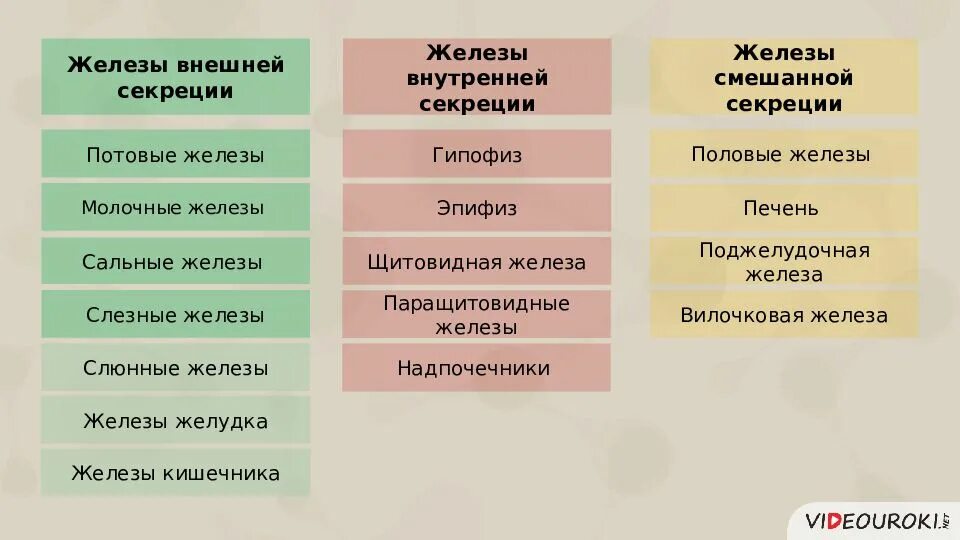 Вегетативные и генеративные органы растений таблица - OPEE.ru