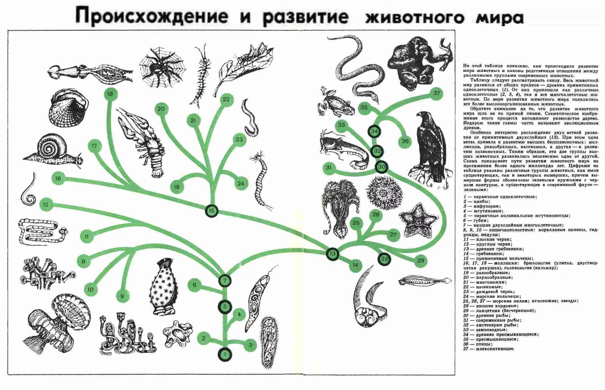 Схема развития животного. Происхождение животных. Эволюция животного. Этапы эволюции схема