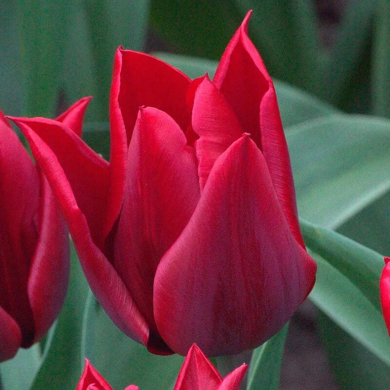 Tulip 'Purple Prince' White flower farm, Flower farm, Long lasting flower