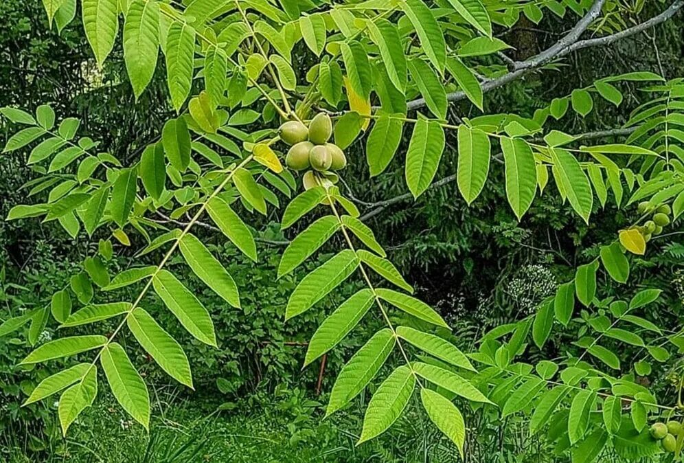 Орех маньчжурский (juglans mandshurica). Орех маньчжурский(juglans mandshurica maxim). Маньчжурский орех польза и вред для организма. Маньчжурский орех польза и вред для организма. Маньчжурский орех дерево.