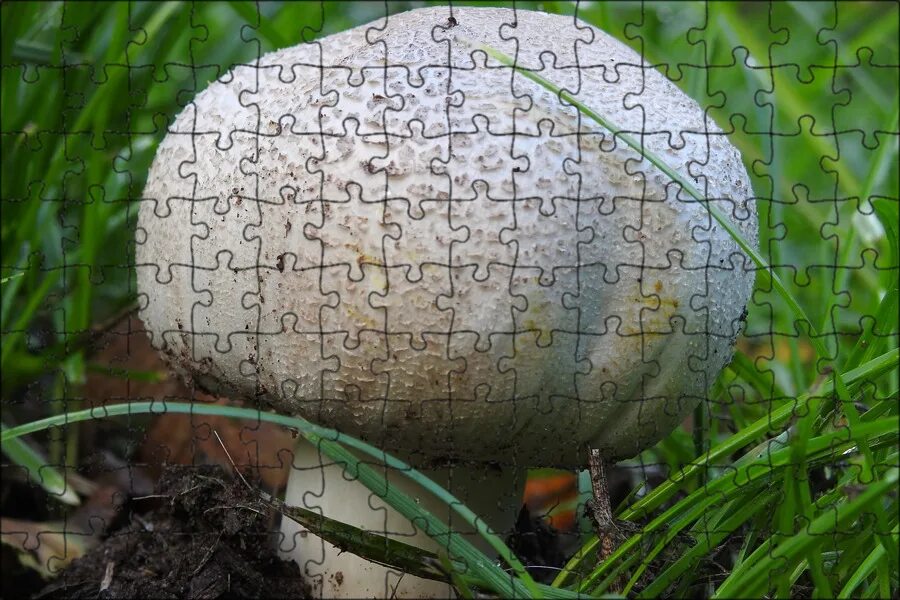 Шампиньон луговой agaricus campestris. Шампиньоны грибы лесные фото. Шампиньон обыкновенный (agaricus campestris). Лесной шампиньон съедобный. Шампиньон лесной благушка съедобный.
