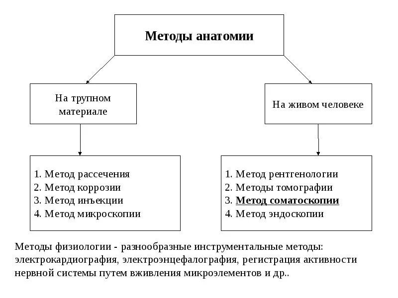 Методики изучения человека. Методы изучения анатомии. Методы исследования в анатомии. Методы изучения анатомии и физиологии. Методы исследования в анатомии и физиологии человека.