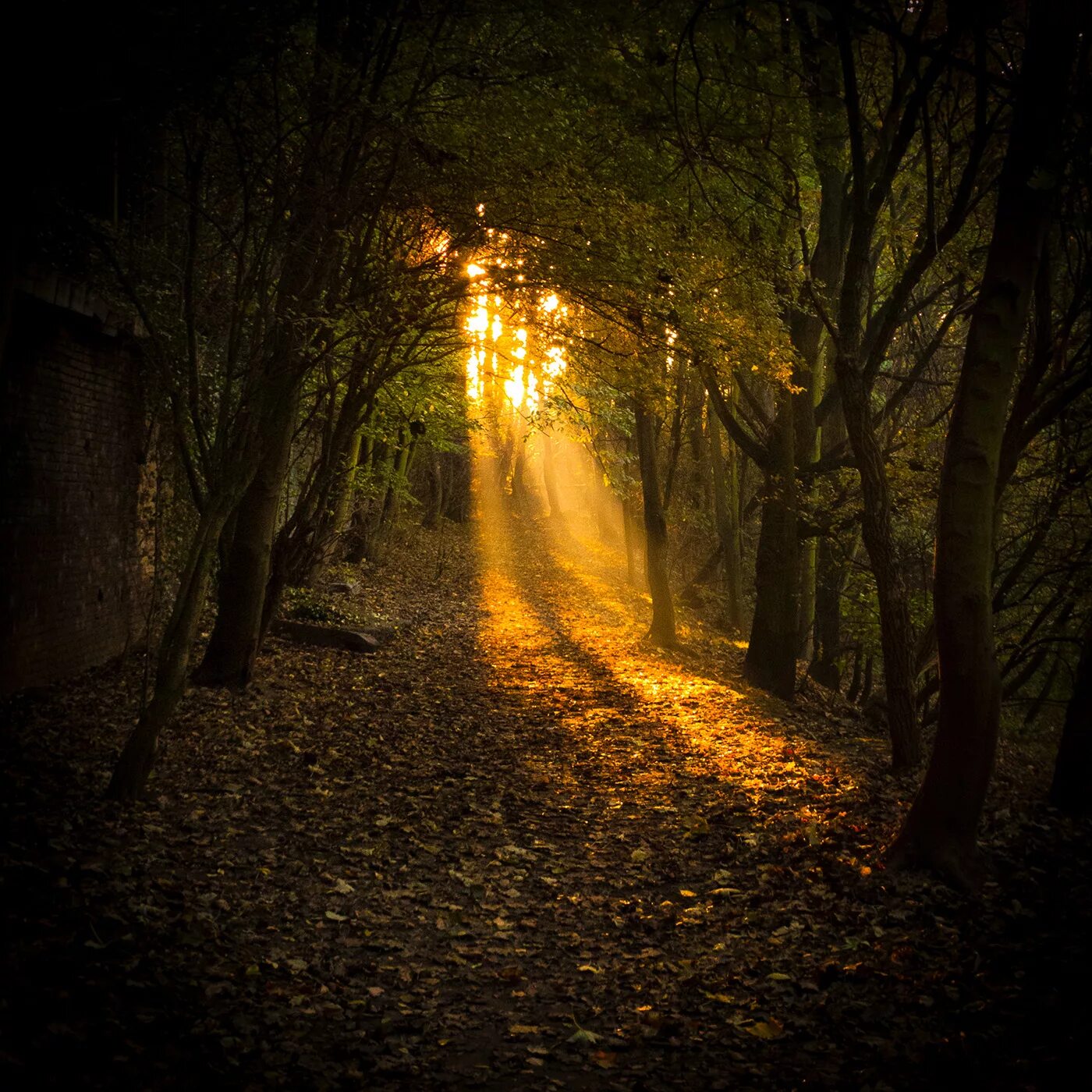 Осенняя ночь. Ночной осенний лес. Осенний лес ночью. Мистическая осень. Загадочного вечера
