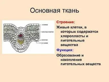 Какие основные ткани человека