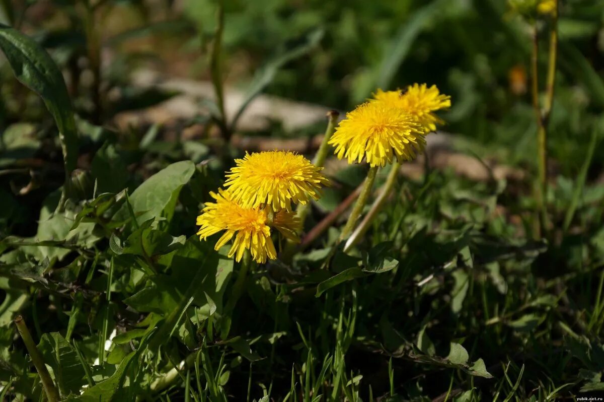 Одуванчик полевой обыкновенный. Зонтик одуванчика. Кульбаба луговая. Песня и клип одуванчик. Одуванчик белорусских.