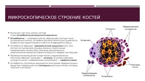 Клетки образующие костную ткань называются