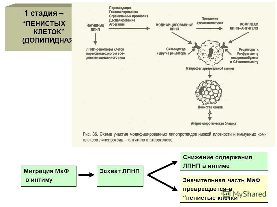Атеросклероз липопротеины. Атеросклероз липопротеины. Атерогенные и антиатерогенные липопротеины. Атерогенные и антиатерогенные липопротеины биохимия. Атеросклероз липопротеины.