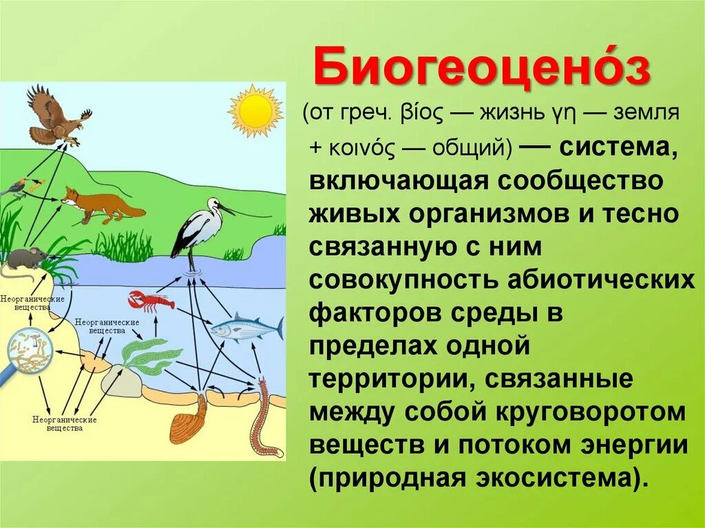 Биоценоз леса пример. Биогеоценоз. Экосистема и биогеоценоз. Экосистемы для дошкольников. Экосистема биогеоцено.