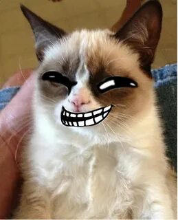 Коты бро