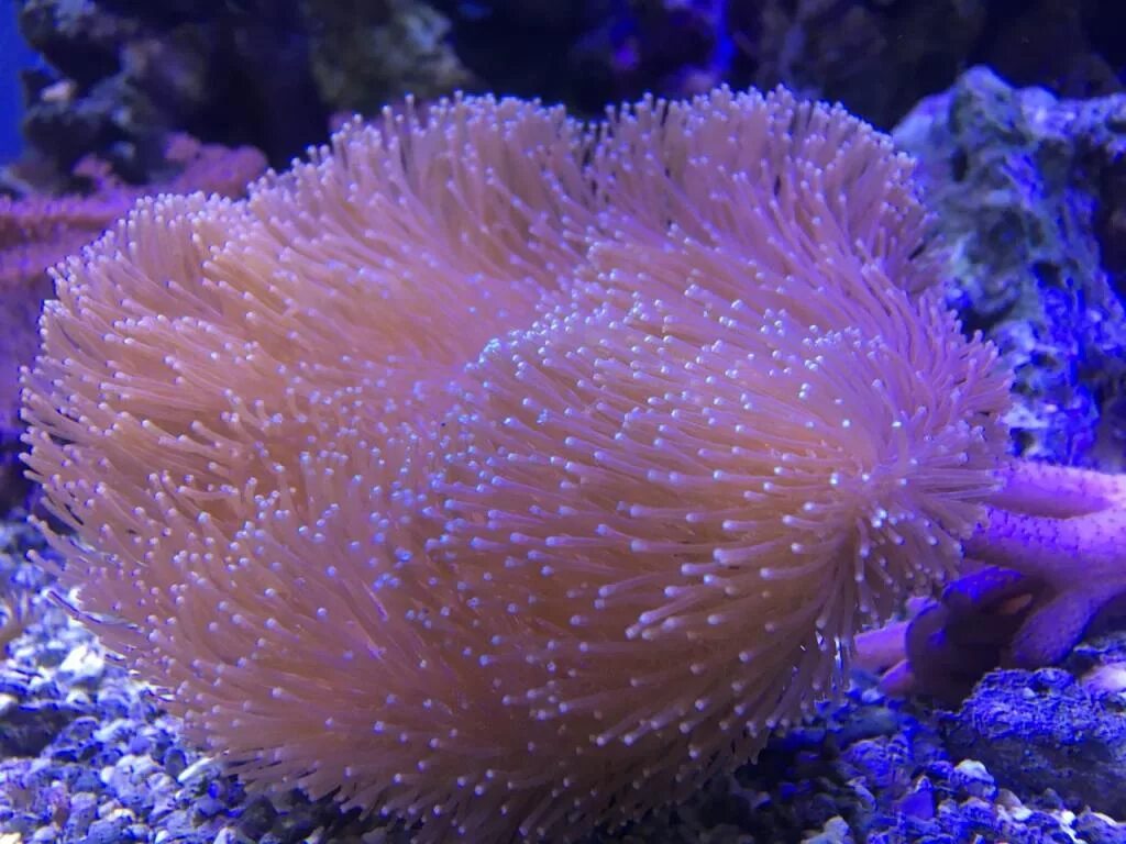 Coral 6. Коралловые полипы. Кораллы полипы. Одиночный коралловый полип. Ядовитые кораллы.