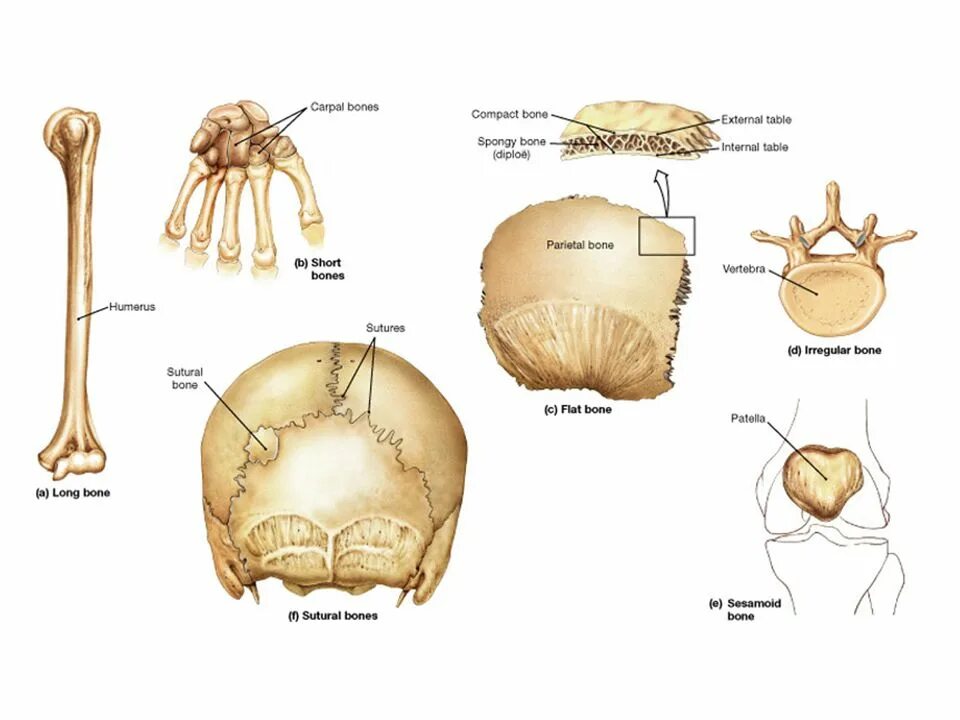Read bone. Плоские кости. плоские кости черепа. строение диплоэ. flat bones.