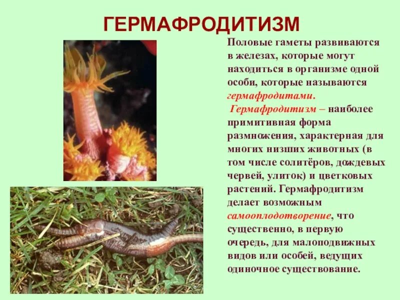 Гермафродиты особенности. Кольчатые черви гермафродиты или раздельнополые. истинный гермафродитизм у животных. гермафродитизм это в биологии.
