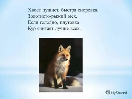 Слово рыжеватый