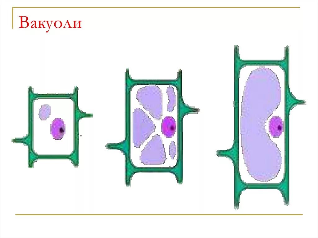 Вакуоли растительных клеток строение. Вакуоли в клетках растений. Вакуоль растительной клетки рисунок. Рисунок вакуоли растительной клетки. Рост растительной клетки вакуоль.