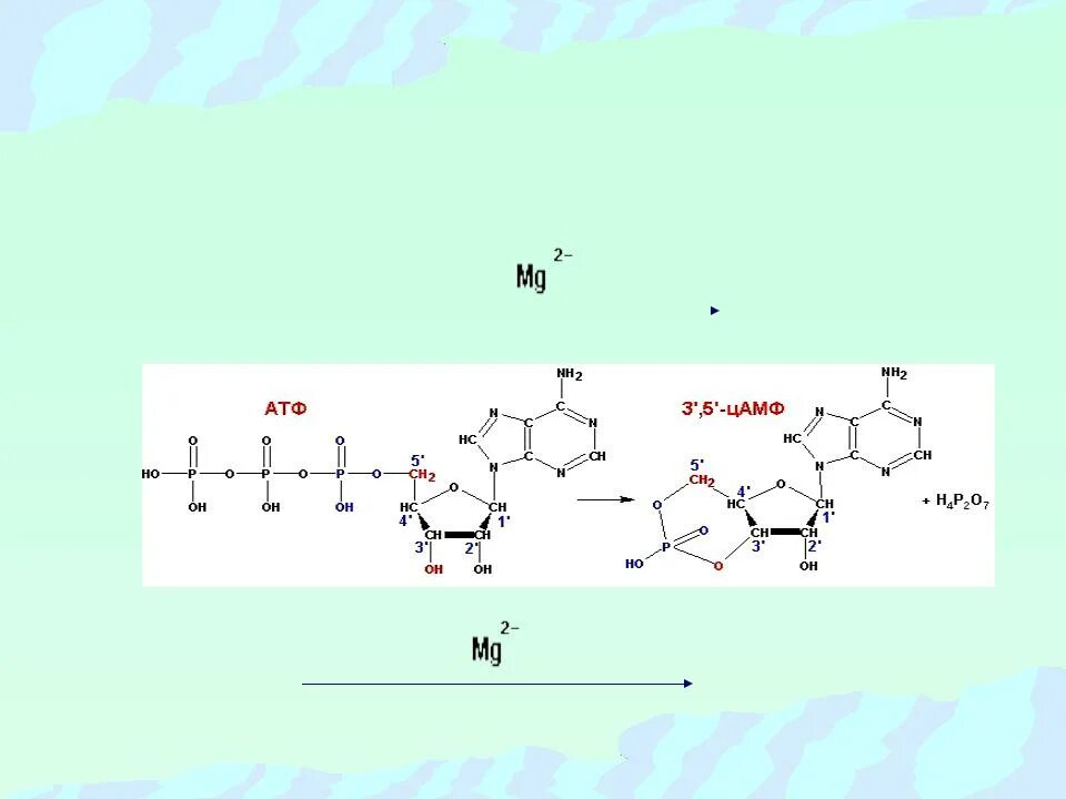 Образование ЦАМФ из АТФ. Структура ЦАМФ. Образование ЦАМФ биохимия.