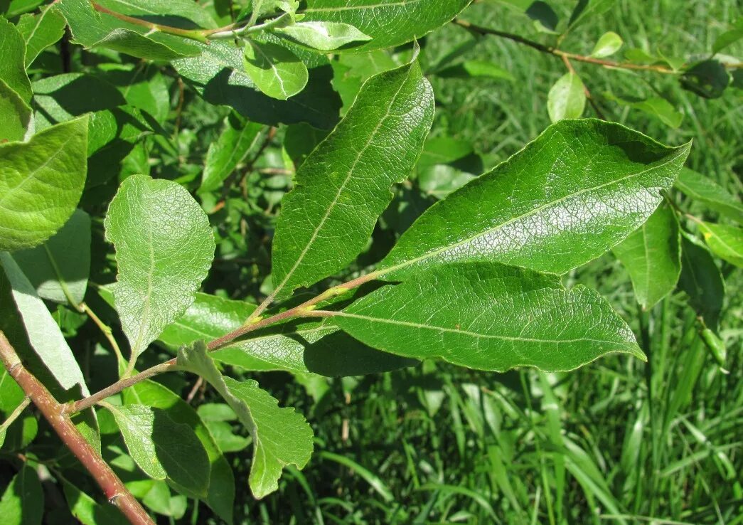 Бредина 6 букв. Ива Козья бредина. Salix caprea. Ива Козья Salix caprea. Ива бредина Ракита.