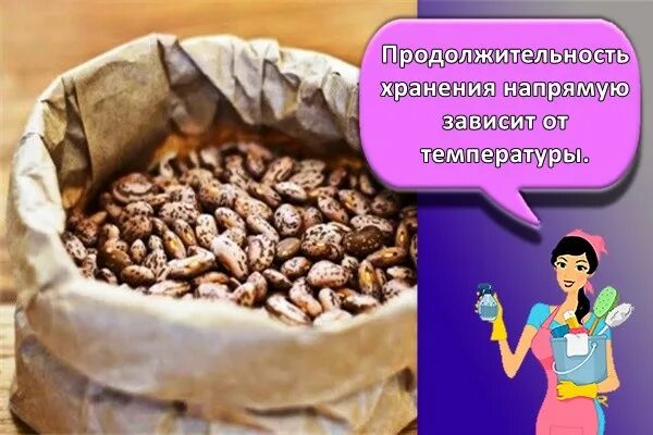 Как сохранить фасоль от жучков на зиму. Как хранить фасоль. жучки в фасоли. сроки хранения с бобами. срок годности фасоли сухой.
