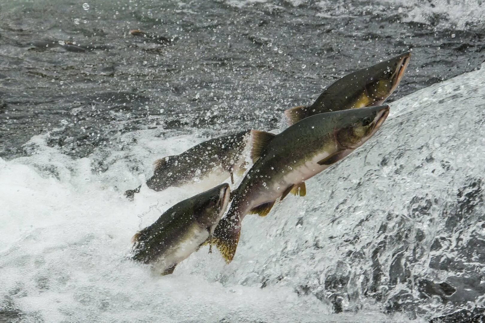 Кетов камчатка. Нерест лосося на сахалине. нерест горбуши на камчатке. река горбуша сахалин. камчатка кета ,горбуша нерест.