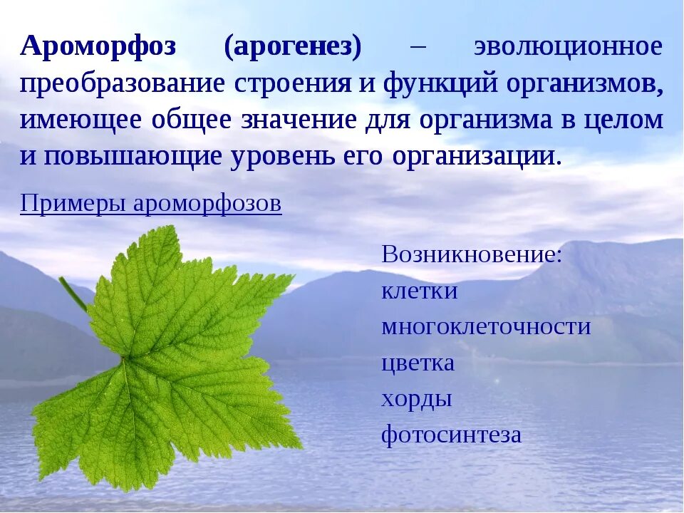 Аллогенез и арогенез. Ароморфоз примеры. Ароморфоз арогенез примеры. Ароморфозы растений.