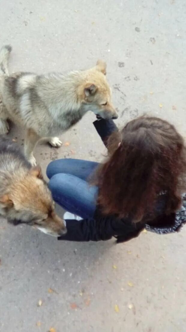 Приют для животных в Черкесске. Черкесская собака. Популярные собаки в Черкесске. Валки собаки людиженчены. Собаки черкесск