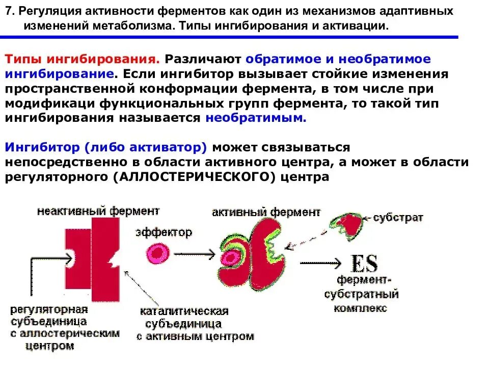 Изменения регуляторного характера. Механизм регуляции активности ферментов на клеточном уровне.. Механизмы регуляции ферментов биохимия. Автономная регуляция активности ферментов. Регуляция активности ферментов изменения конформации.