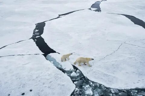 Дальневосточная и арктическая