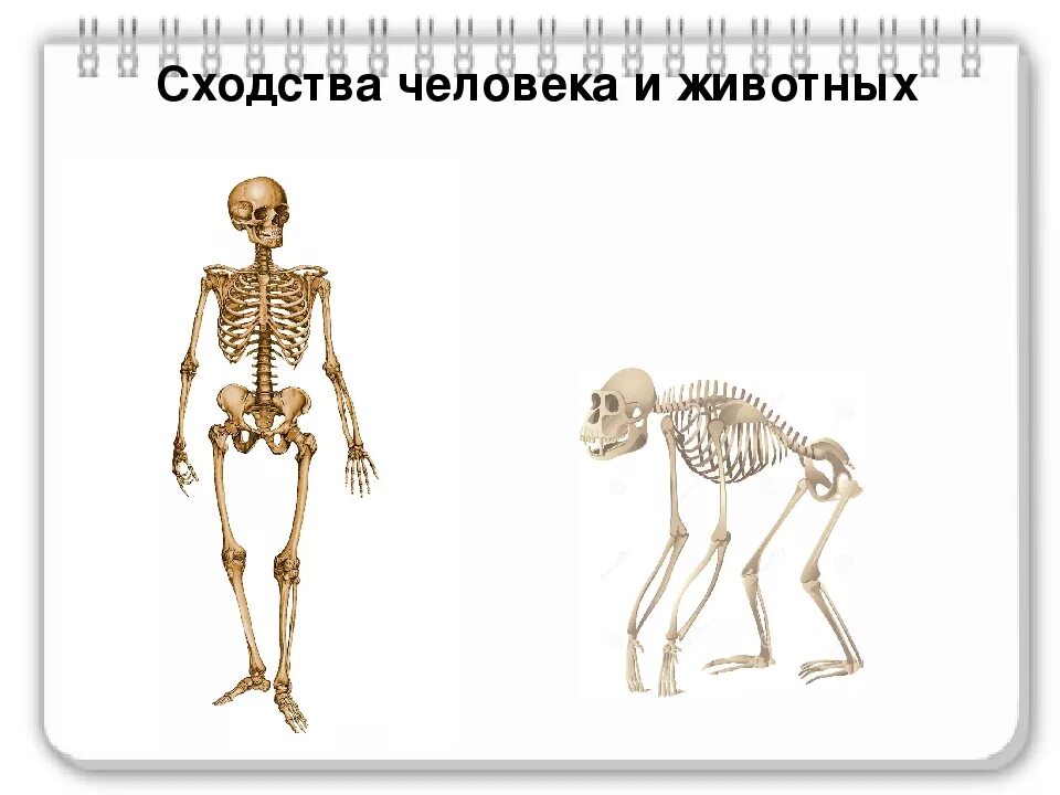 Черты сходства и различия человека и животных. Сходство человека и животных. сходства и отличия человека и животных. сходство строения человека и животных. сходскк человека и животных.