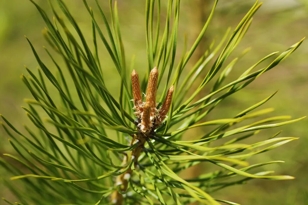 Сосновый вертун сосны обыкновенной. Крона сосны обыкновенной. Pinus Sylvestris молодая. Флаговая крона сосен. Приросты сосны