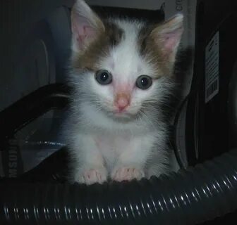 Котенок 4 недели