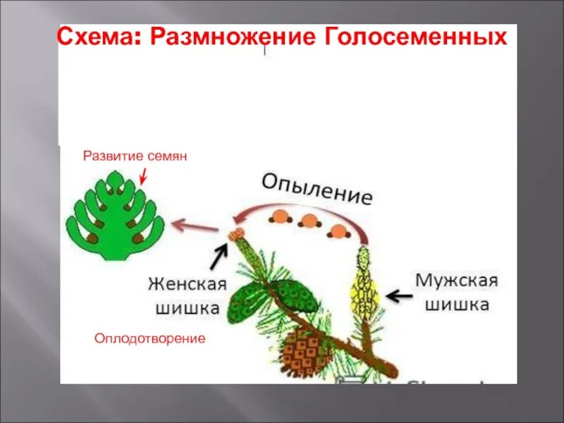 Схема размножения голосеменных растений 6. Размножение голосеменных растений схема. Оплодотворение голосеменных растений схема. Размножение голосеменных хвойных.