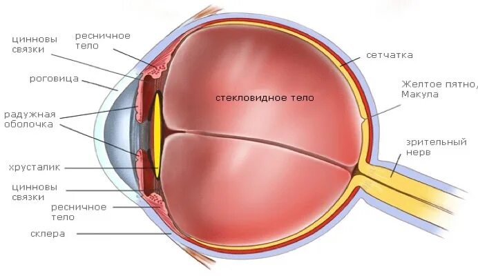Желтое пятно. Цинновые связки глаза. Хрусталик и цинновые связки. Основной путь оттока глаукома. Слабость цинновых связок хрусталика.