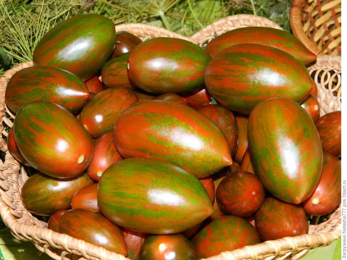 Томат красный метеор. Томат красный камуфляж. Томат камуфляж. Сорт помидор камуфляж. Томат грязный курта полосатый.