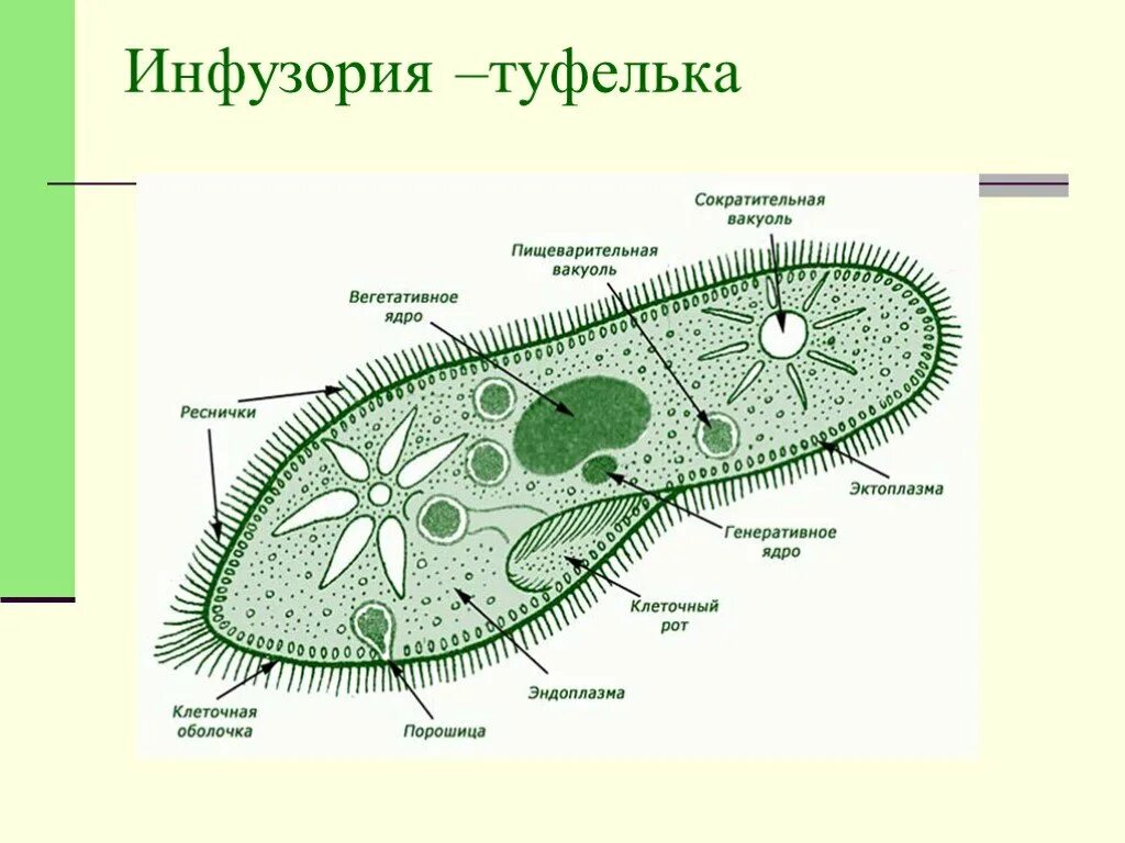 Пищеварительная вакуоль инфузории туфельки. Простейшие биология 7 класс инфузория туфелька строение. Инфузория туфелька вакуоль. Инфузория туфелька пелликула. Инфузория туфелька структура