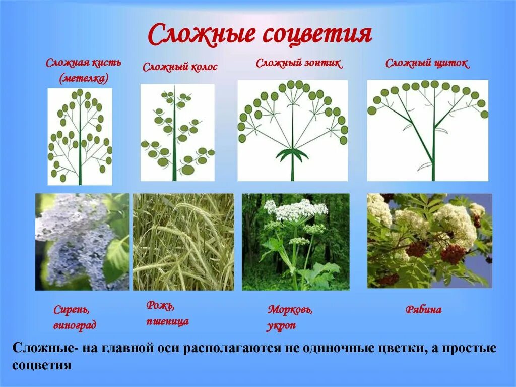 Какие соцветия могут быть только простыми. Щитковидная метелка соцветие. Соцветие метелка сирень. Соцветие щитковидная кисть. Соцветия цветковых растений.