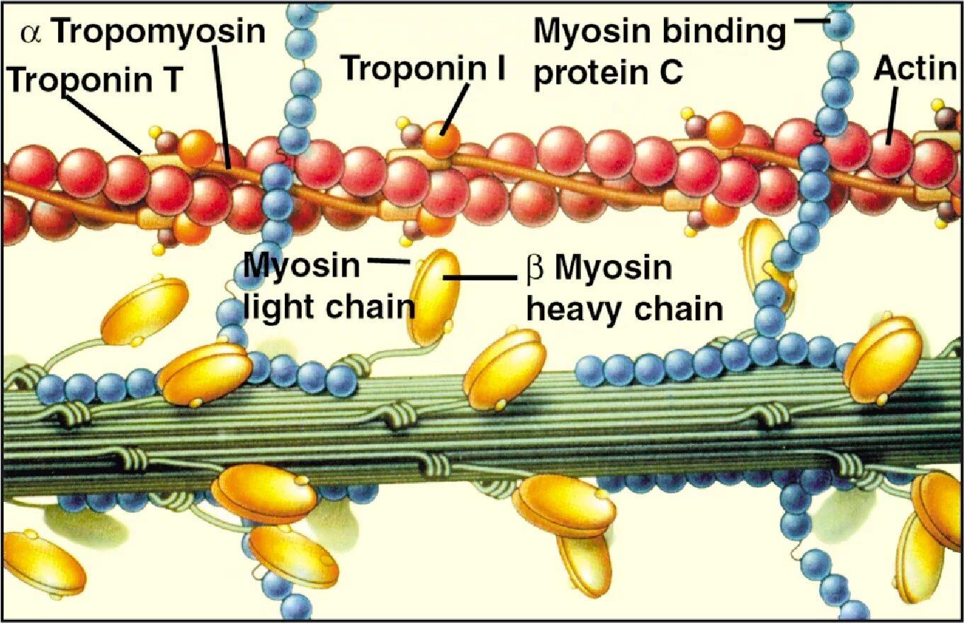 Белок миозин 2. Миозин 2. Актин и миозин. Белок миозин. Белок актин и миозин.