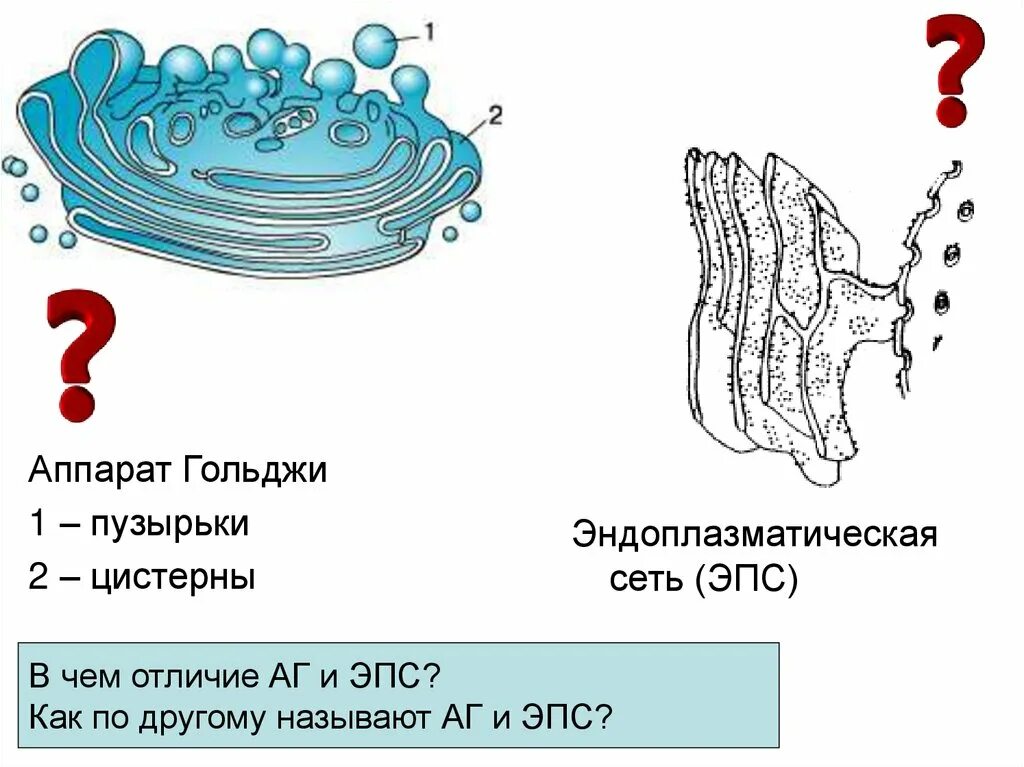 Функции ЭПС И аппарата Гольджи. Аппарат Гольджи и эндоплазматическая сеть рисунок. Строение ЭПС И комплекса Гольджи. Связь ЭПС С аппаратом Гольджи.