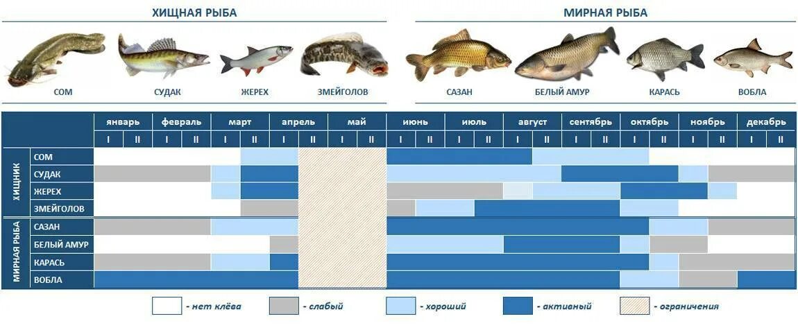 Таблица рыбалки. Пресноводные рыбы таблица. Таблица нереста пресноводных рыб. Таблица сезонности рыбы.